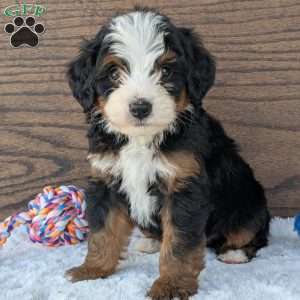 Buddy, Mini Bernedoodle Puppy