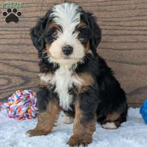 Buddy, Mini Bernedoodle Puppy