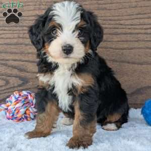 Buddy, Mini Bernedoodle Puppy