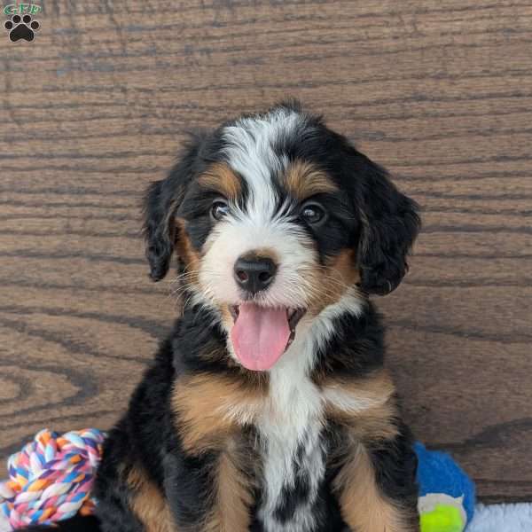 Jamie, Mini Bernedoodle Puppy