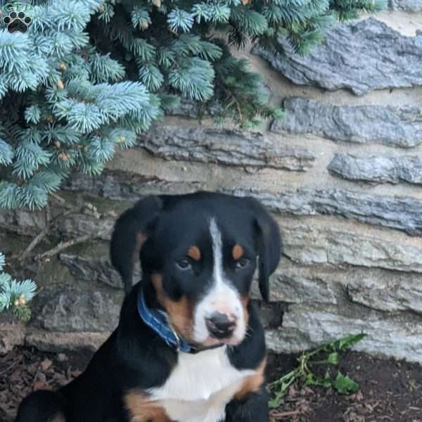 Beau, Greater Swiss Mountain Dog Puppy