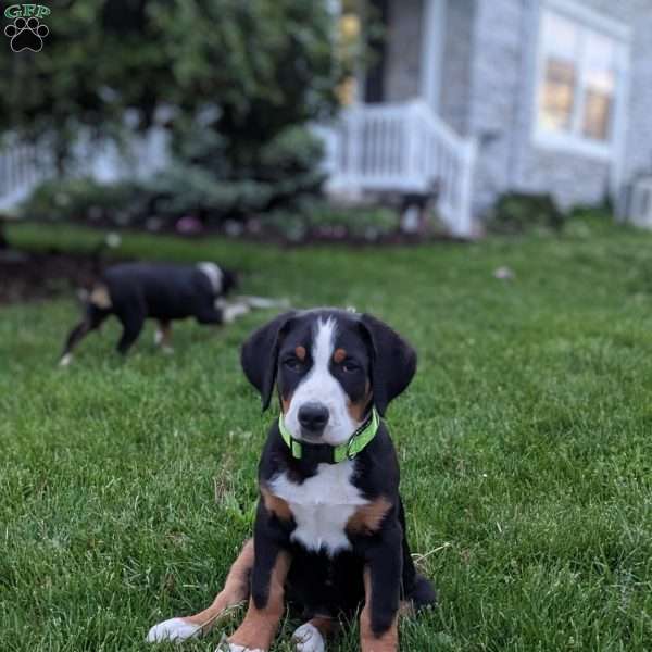 Atticus, Greater Swiss Mountain Dog Puppy