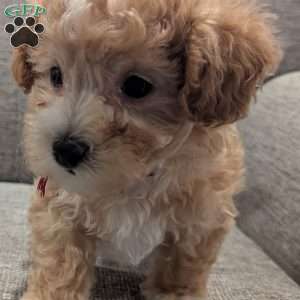 Cole, Maltipoo Puppy