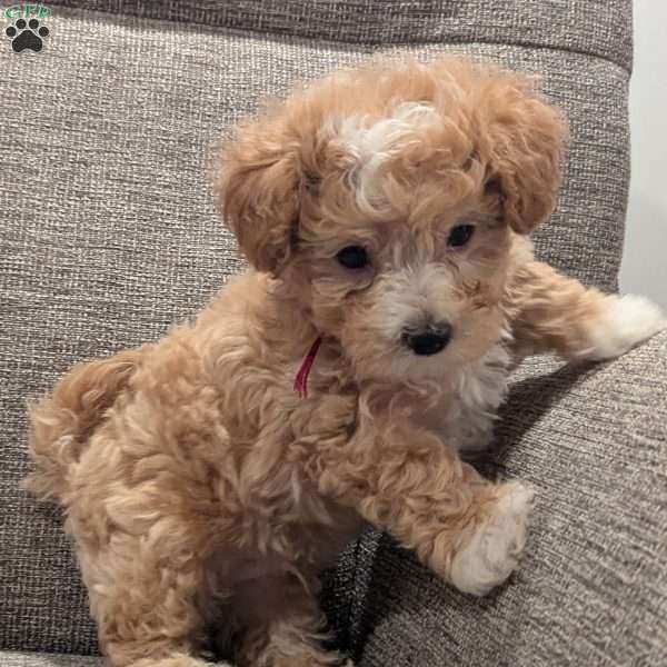 Cole, Maltipoo Puppy