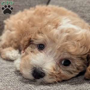 Cole, Maltipoo Puppy