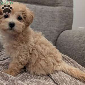 Cuddles, Maltipoo Puppy
