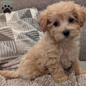 Cuddles, Maltipoo Puppy