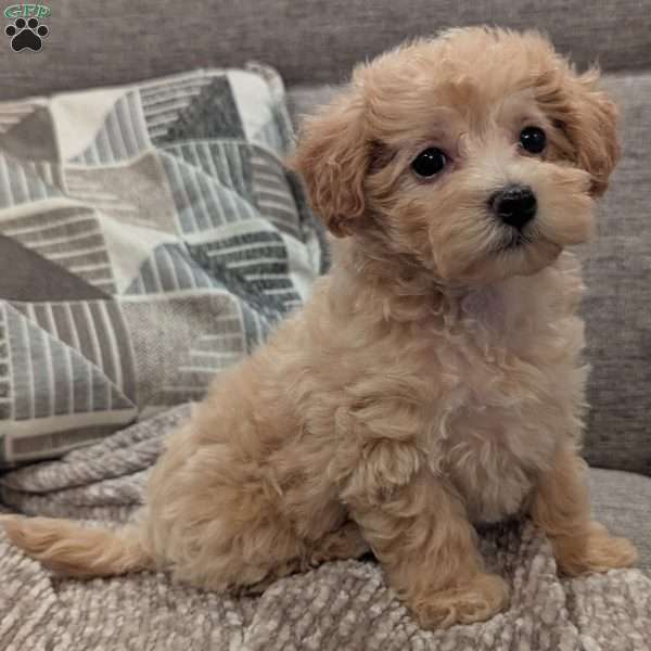 Cuddles, Maltipoo Puppy