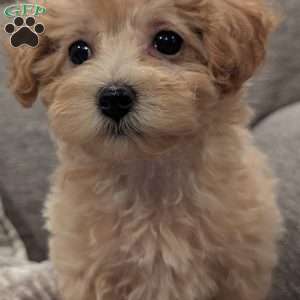 Cuddles, Maltipoo Puppy