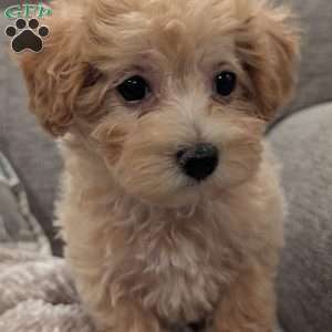 Cuddles, Maltipoo Puppy