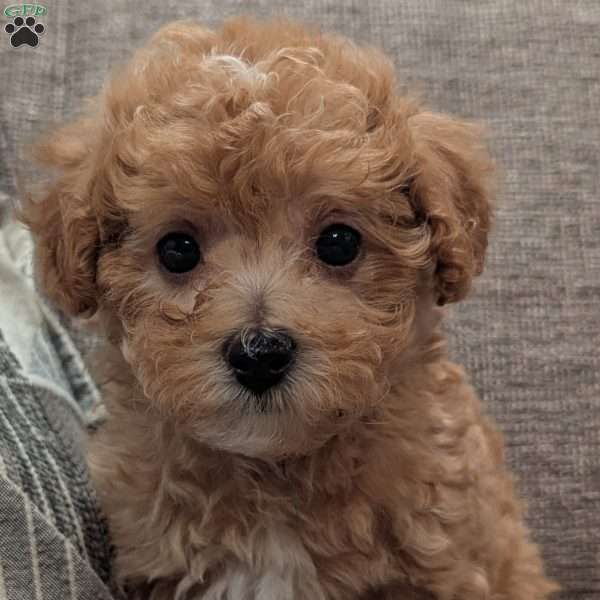 Cody, Maltipoo Puppy