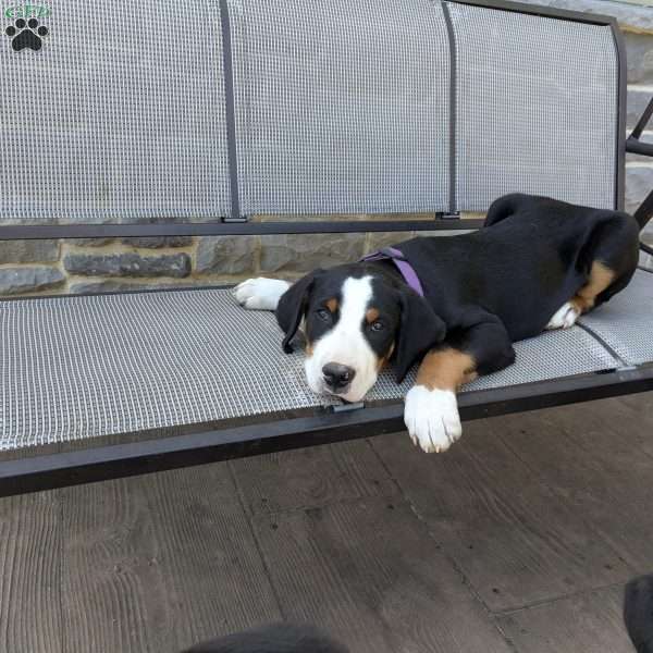 Hollis, Greater Swiss Mountain Dog Puppy