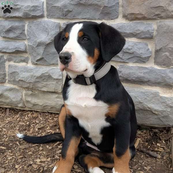 Zephyr, Greater Swiss Mountain Dog Puppy