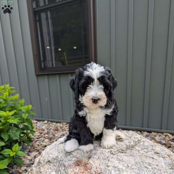 Jet F1b, Mini Bernedoodle Puppy