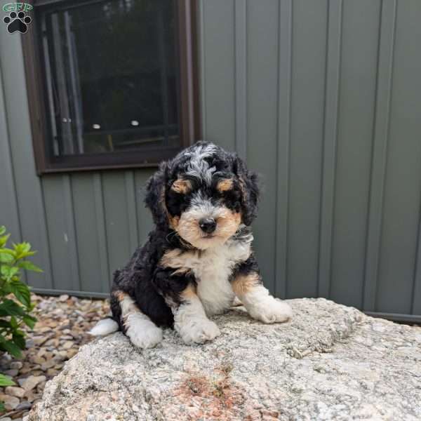 Teddy F1b, Mini Bernedoodle Puppy