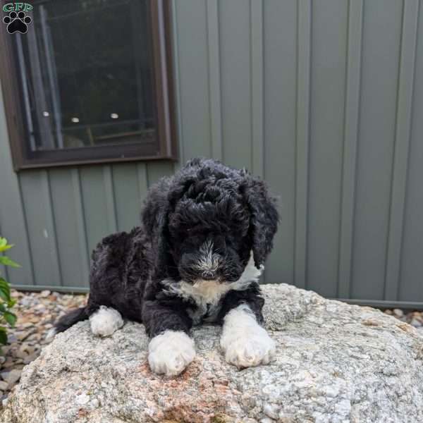 Rocket F1b, Mini Bernedoodle Puppy