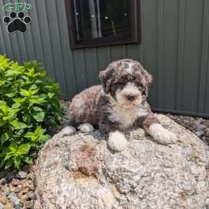 Chase F1b, Mini Bernedoodle Puppy