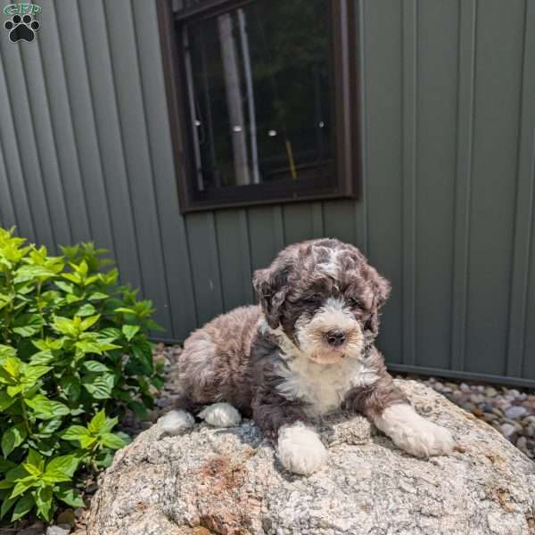 Chase F1b, Mini Bernedoodle Puppy