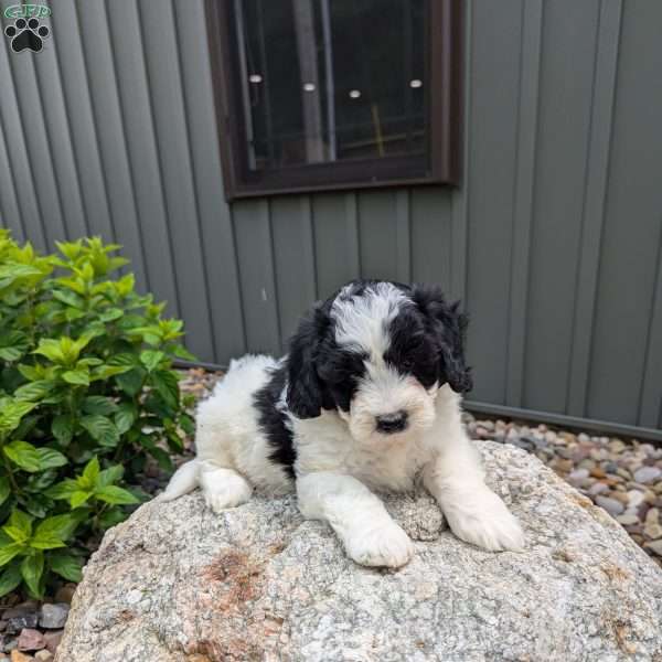 Charlie F1b, Mini Bernedoodle Puppy