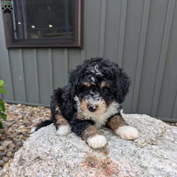 Zoey F1b, Mini Bernedoodle Puppy