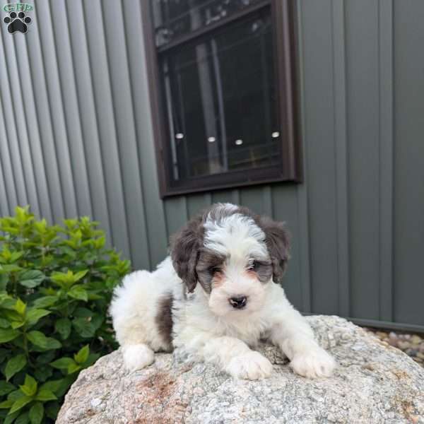 Daisy F1b, Mini Bernedoodle Puppy