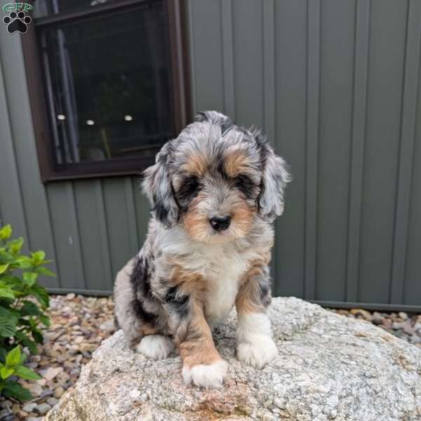 Hazel F1b, Mini Bernedoodle Puppy