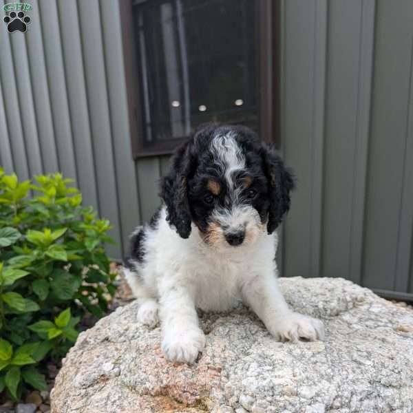 Abby F1b, Mini Bernedoodle Puppy