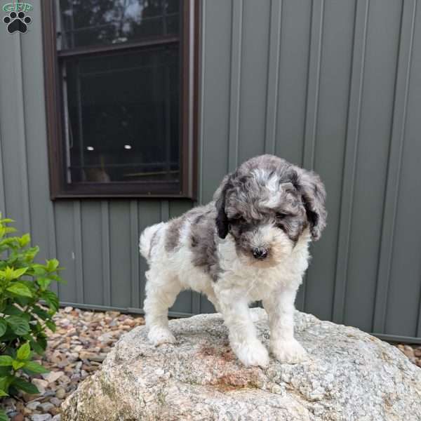 Sadie F1b, Mini Bernedoodle Puppy