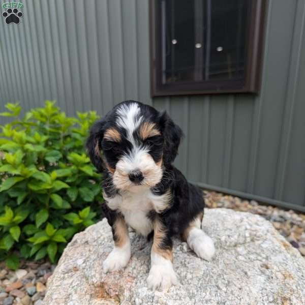 MissyF1b, Mini Bernedoodle Puppy