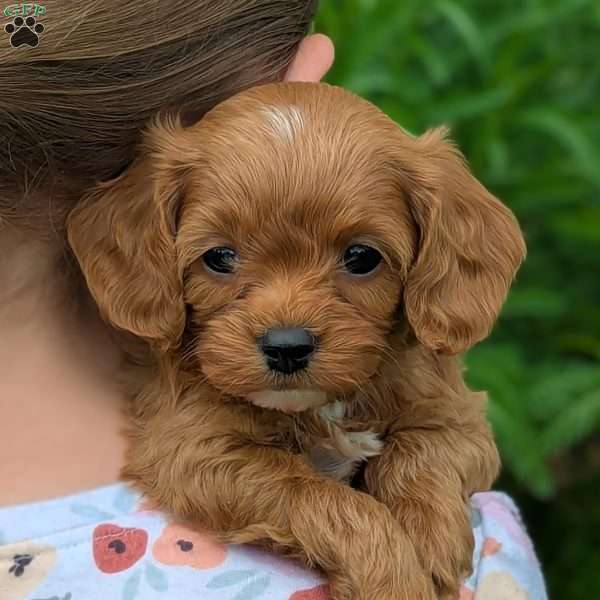 Tiny, Cavapoo Puppy
