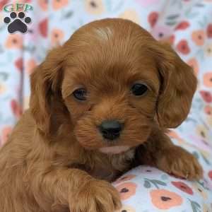 Tiny, Cavapoo Puppy