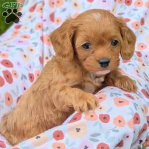 Tiny, Cavapoo Puppy