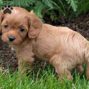 Tiny, Cavapoo Puppy