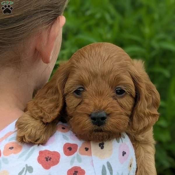 Teddy, Cavapoo Puppy