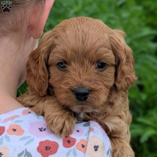 Toby, Cavapoo Puppy