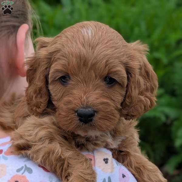 Tiffany, Cavapoo Puppy