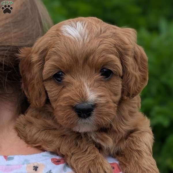 Tia, Cavapoo Puppy