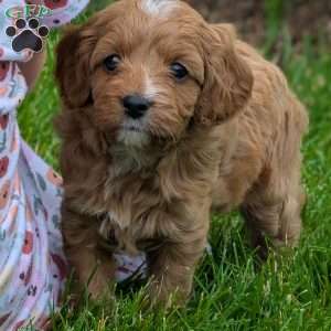 Tia, Cavapoo Puppy