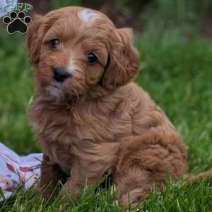 Tia, Cavapoo Puppy