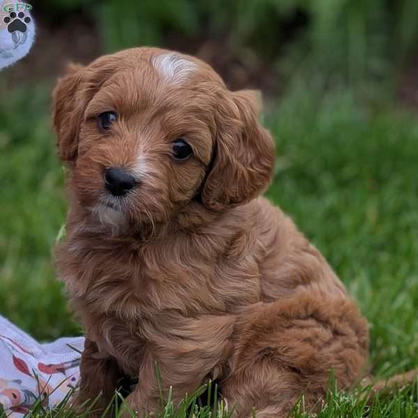 Tia, Cavapoo Puppy