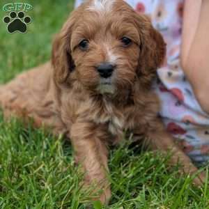 Tia, Cavapoo Puppy