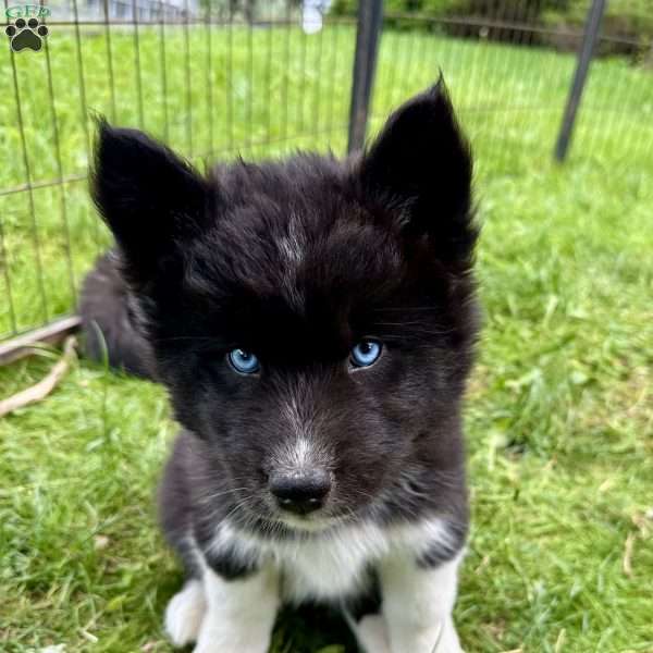 Padme, Siberian Husky Puppy