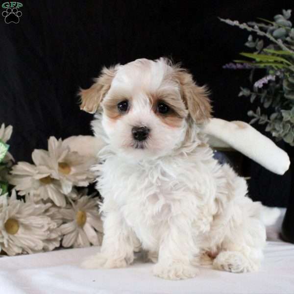 Paige, Maltipoo Puppy