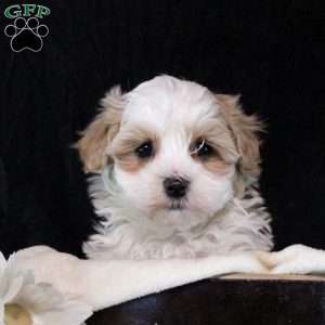 Paige, Maltipoo Puppy