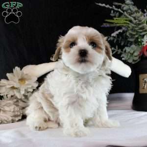 Paige, Maltipoo Puppy