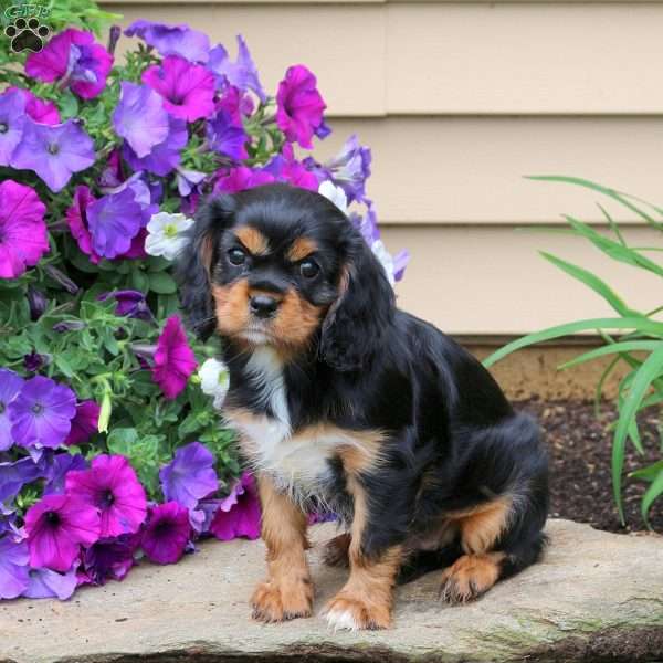 Pansy, Cavalier King Charles Spaniel Puppy