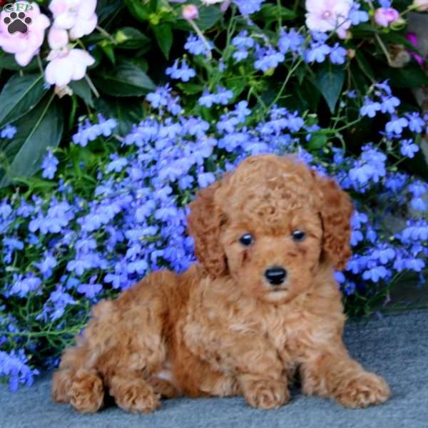 Pansy, Miniature Poodle Puppy