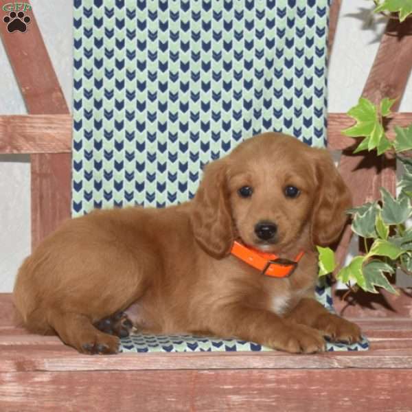 Parker, Cockapoo Puppy