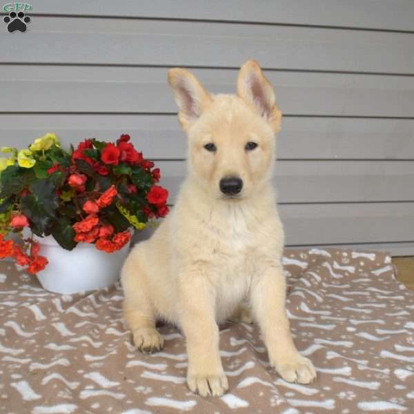 Parker, German Shepherd Mix Puppy