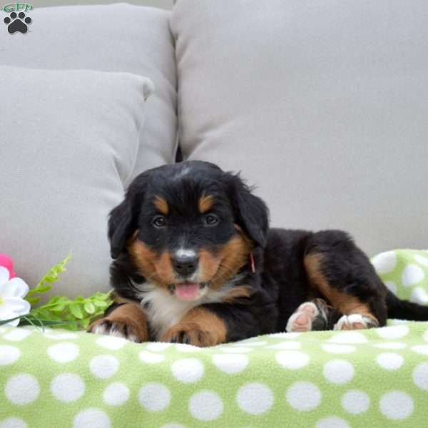 Parker, Bernese Mountain Dog Puppy